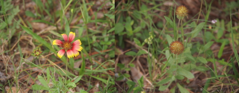 [Two photos spliced together. On the left is one bloom. Each of the eight petals on this flower are yellow at the tips, pink in the middle, and red at the innermost part. The center of the flower is a puffy yellow-green ball. On the right are just the center balls attached to the stem. They are mostly green with reddish tips.]